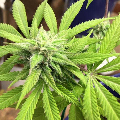 The Cheese growlog timeline photo