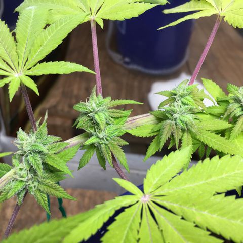 The Cheese growlog timeline photo