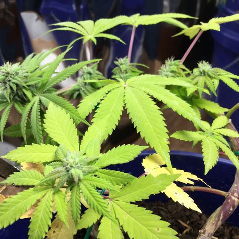 The Cheese growlog timeline photo