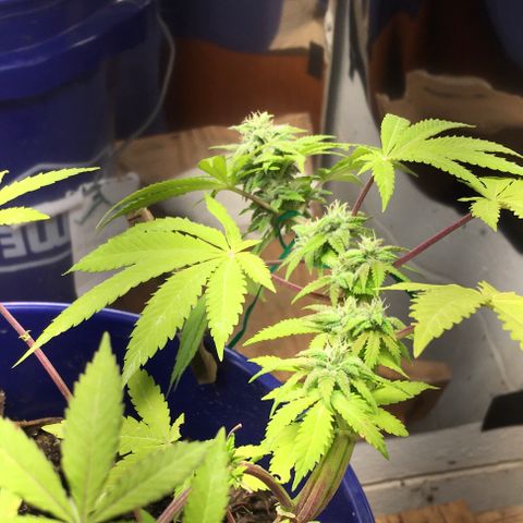 The Cheese growlog timeline photo