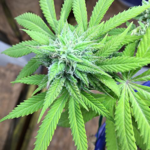 The Cheese growlog timeline photo