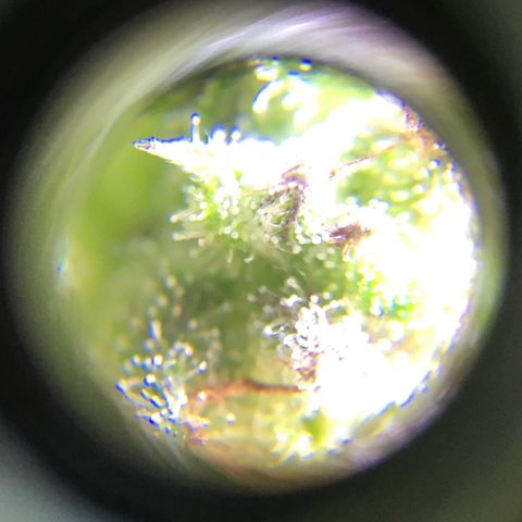 Candy cream auto growlog timeline photo
