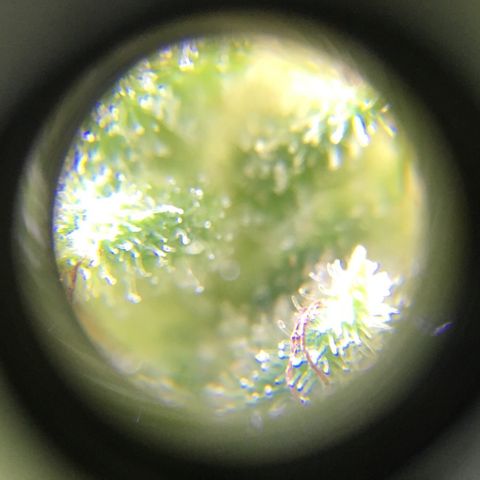 Alaska 47 auto growlog timeline photo