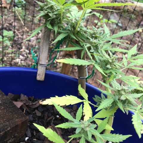 Candy cream auto growlog timeline photo