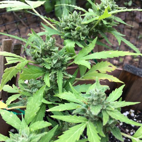 Alaska 47 auto growlog timeline photo