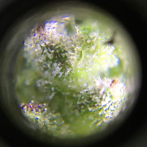 Candy cream auto growlog timeline photo
