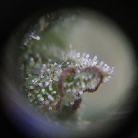 Candy cream auto growlog timeline photo