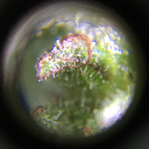 Candy cream auto growlog timeline photo