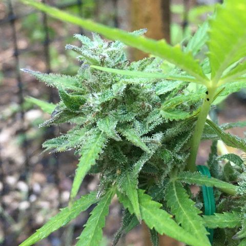 Candy cream auto growlog timeline photo