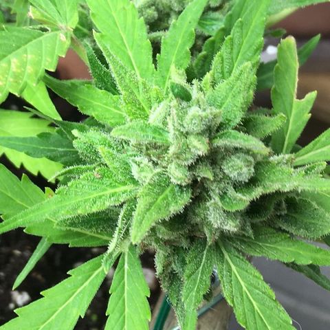 Alaska 47 auto growlog timeline photo