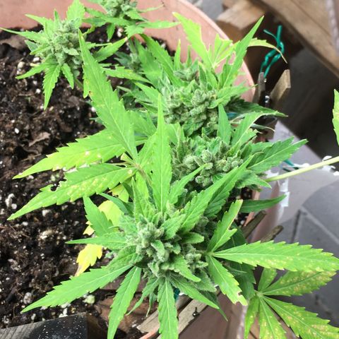 Alaska 47 auto growlog timeline photo