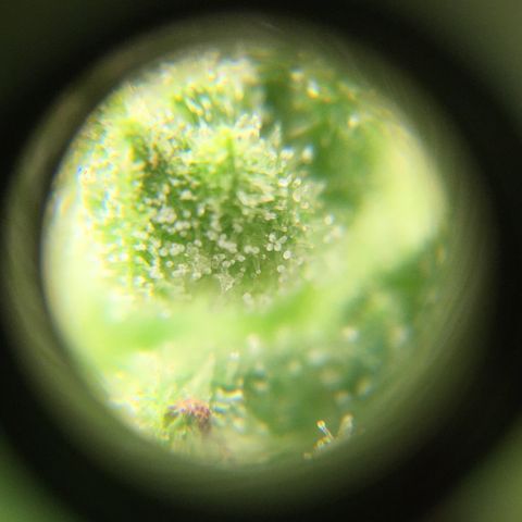 Alaska 47 auto growlog timeline photo