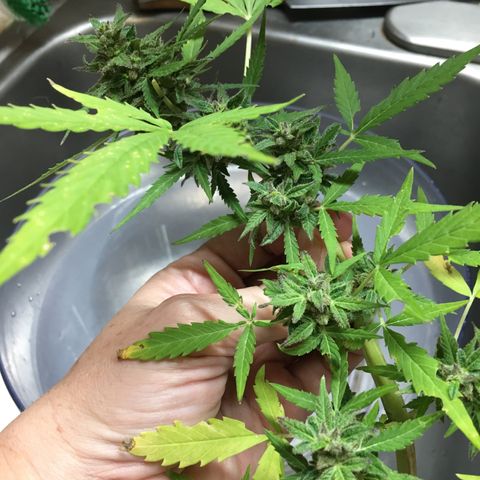 Candy cream auto growlog photo: Bud wash and hang dry