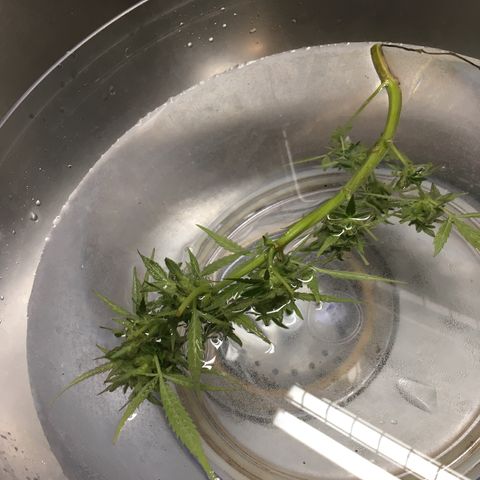 Candy cream auto growlog photo: Bud wash and hang dry