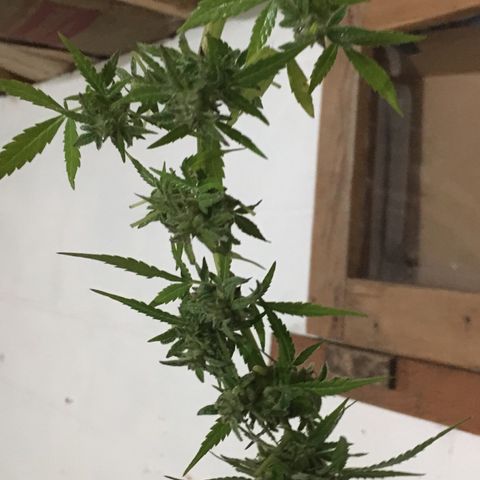 Candy cream auto growlog photo: Bud wash and hang dry