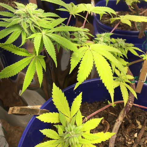 The Cheese growlog timeline photo