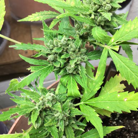 Alaska 47 auto growlog timeline photo