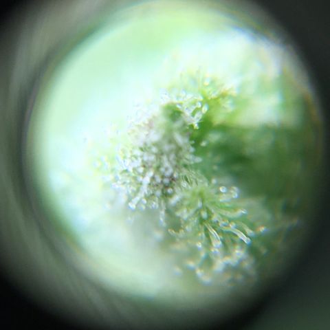 Alaska 47 auto growlog timeline photo
