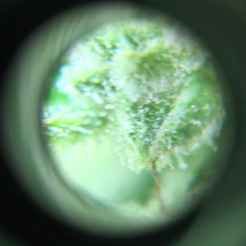 Alaska 47 auto growlog timeline photo