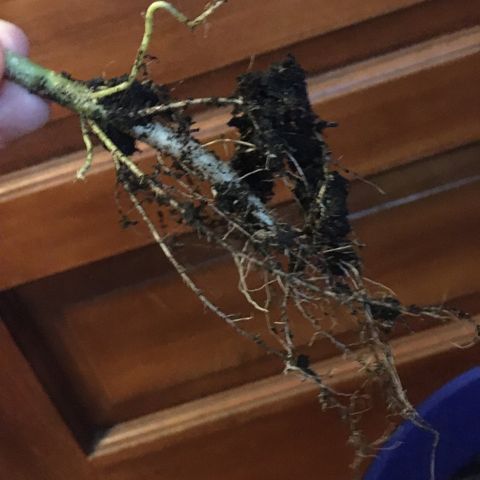Candy cream auto growlog photo: Crap soil - Tiny little roots 😔