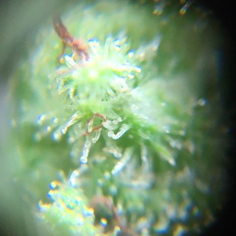 Alaska 47 auto growlog timeline photo