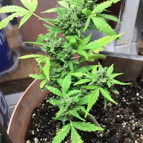 Alaska 47 auto growlog timeline photo