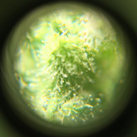 Alaska 47 auto growlog timeline photo