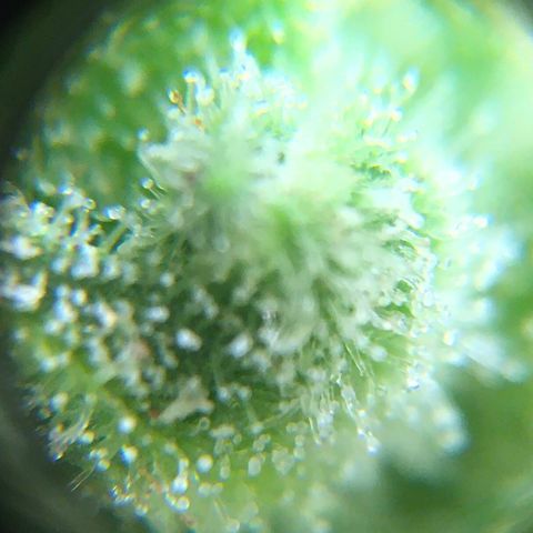 Alaska 47 auto growlog timeline photo