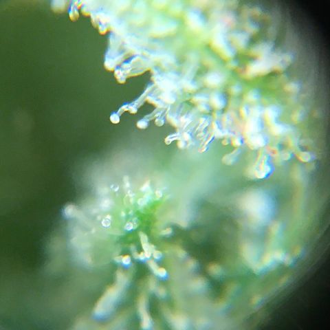 Alaska 47 auto growlog timeline photo