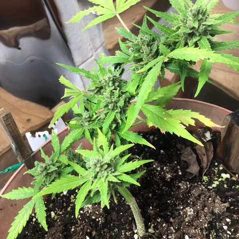 Alaska 47 auto growlog timeline photo