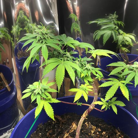 The Cheese growlog photo: She’s greening up again. I think she likes the Dr. Earth tea 🫖 