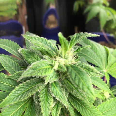 The Cheese growlog photo: She’s greening up again. I think she likes the Dr. Earth tea 🫖 