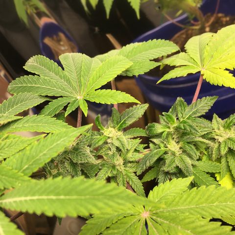 The Cheese growlog photo: She’s greening up again. I think she likes the Dr. Earth tea 🫖 