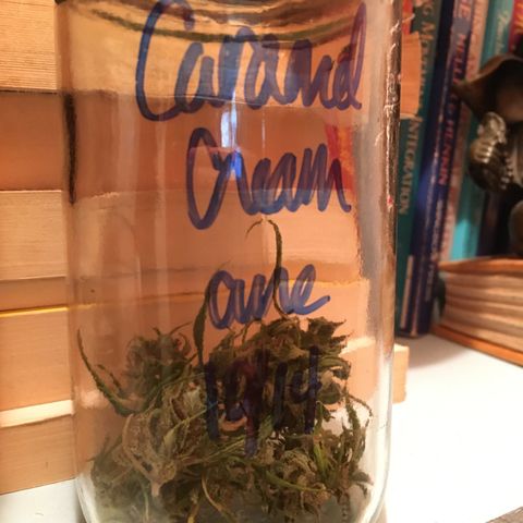 Candy cream auto growlog photo: Not the yield I hoped for but I’m still gonna enjoy the 💩 out of it 