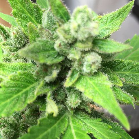 Alaska 47 auto growlog timeline photo