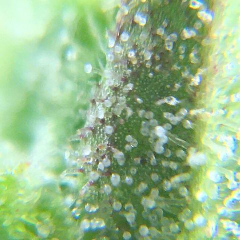 Alaska 47 auto growlog timeline photo