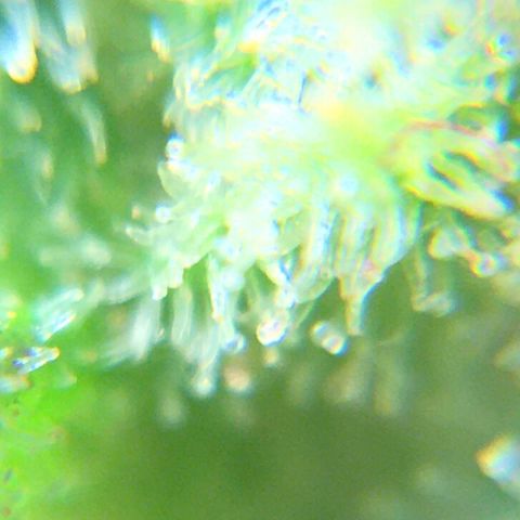 Alaska 47 auto growlog timeline photo