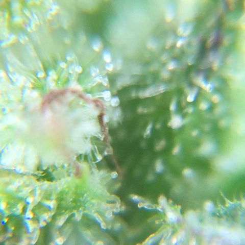 Alaska 47 auto growlog timeline photo