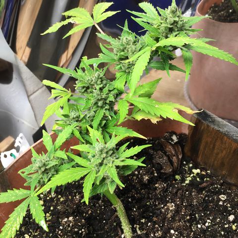 Alaska 47 auto growlog timeline photo