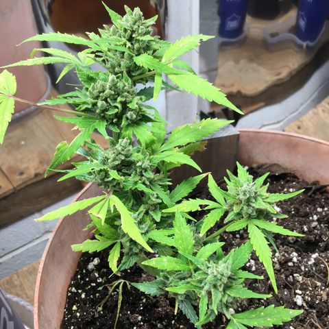 Alaska 47 auto growlog timeline photo
