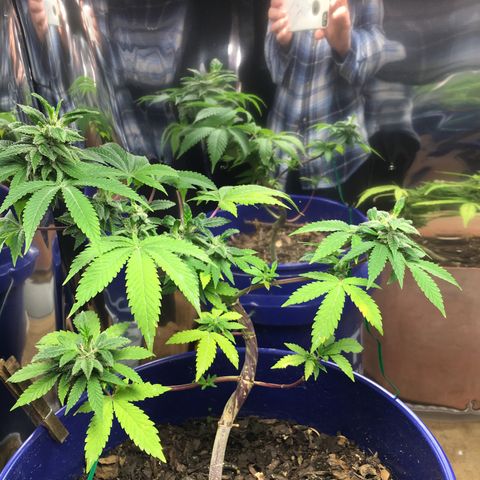 The Cheese growlog timeline photo