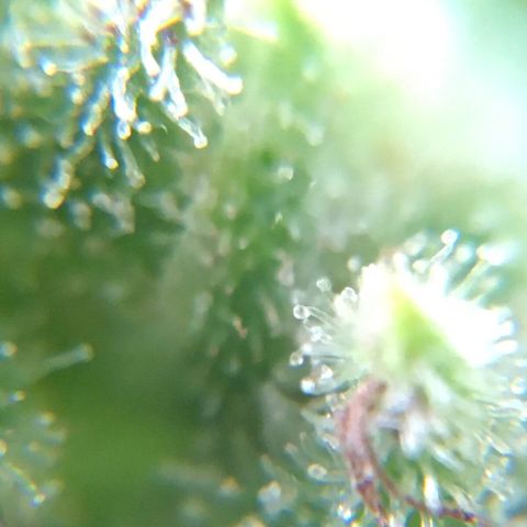 Alaska 47 auto growlog timeline photo