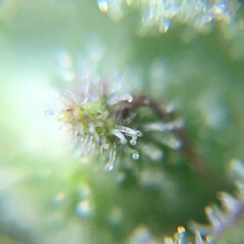 Alaska 47 auto growlog timeline photo