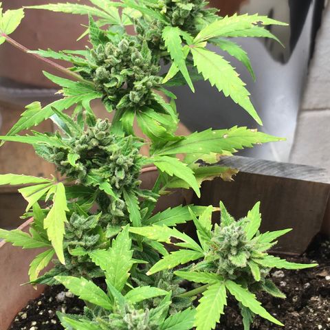 Alaska 47 auto growlog timeline photo