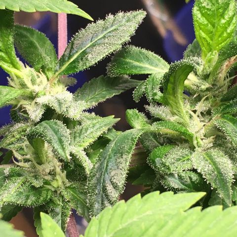 The Cheese growlog timeline photo