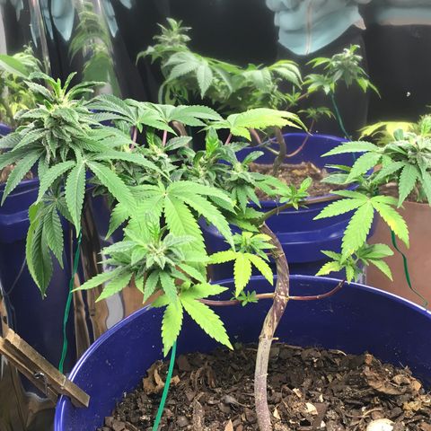 The Cheese growlog timeline photo