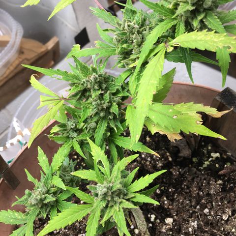 Alaska 47 auto growlog timeline photo