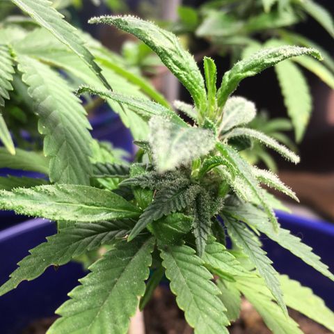 The Cheese growlog timeline photo