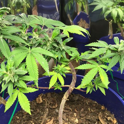 The Cheese growlog timeline photo