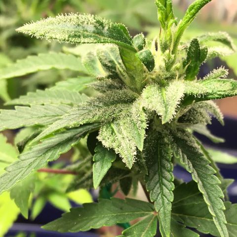 The Cheese growlog timeline photo